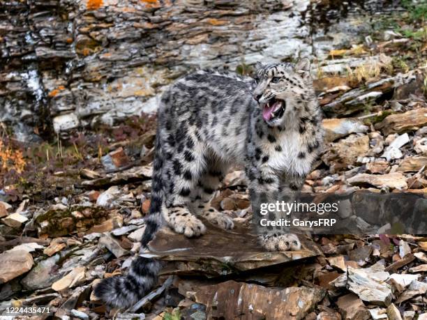 snow leopard standing on rocky hill natural autumn setting captive - snow leopard print stock pictures, royalty-free photos & images