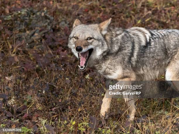 coyote canis latrans in grass field intense look captive - coyote stockfoto's en -beelden