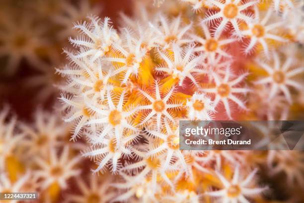 coral polyp detail shot - corallo molle foto e immagini stock