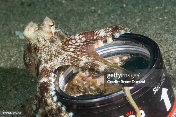 coconut octopus (amphioctopus marginatus) playing - cephalopod stockfoto's en -beelden