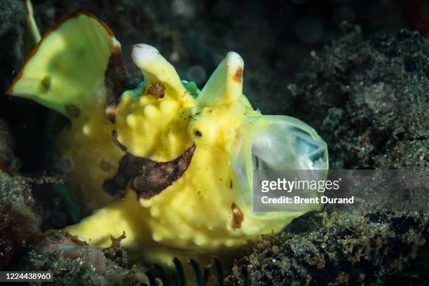 yawning warty frogfish (antennarius maculatus) - yellow frogfish stock pictures, royalty-free photos & images