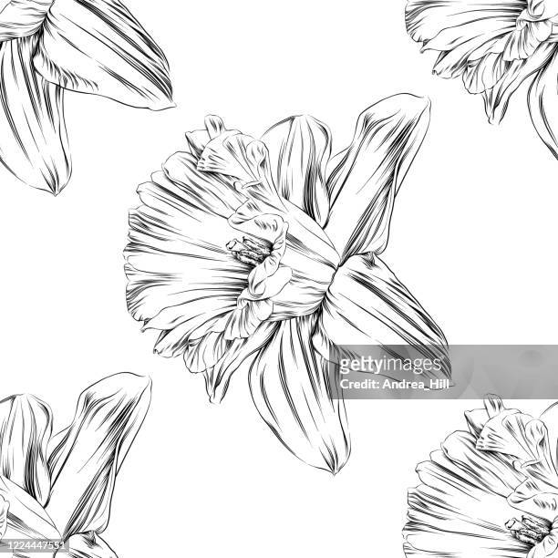 ilustrações, clipart, desenhos animados e ícones de padrão sem emenda de um daffodil em caneta e tinta - ilustração vetorial eps - paperwhite narcissus