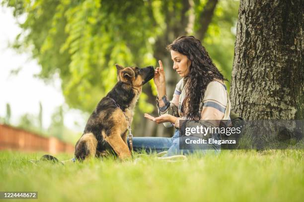 crabot d’alimentation de femme dans le stationnement - german shepherd angry photos et images de collection