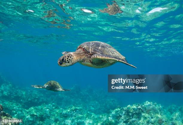 sea turtle hawaii - makena maui stock pictures, royalty-free photos & images