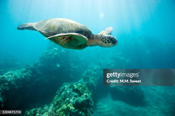 sea turtle - waikiki stock pictures, royalty-free photos & images