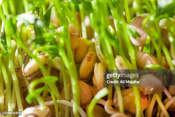 lentil sprout germination - sojabohnensprosse stock-fotos und bilder