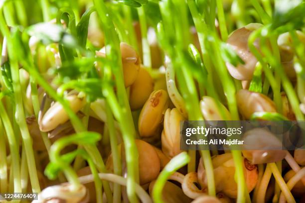 lentil sprout germination - taugé stockfoto's en -beelden