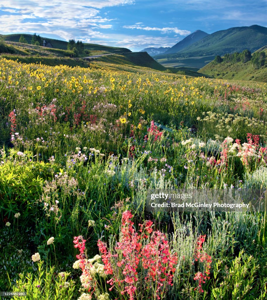Wild Roses Colorado Colorado Wildflowers High-Res Stock Photo - Getty Images