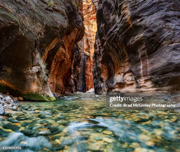 zion national park the narrows virgin river - zion national park stock pictures, royalty-free photos & images