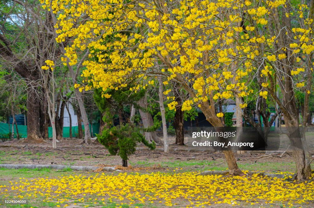 A golden trumpet tree (other name is Handroanthus chrysotrichus) blooms in the garden and some leaves falling on the ground.