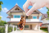 Hand holding Cockroach on house background, eliminate cockroach in house