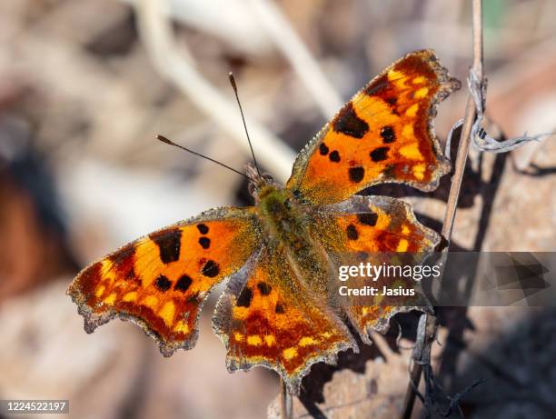 nymphalis c-album – comma butterfly - comma butterfly stock pictures, royalty-free photos & images