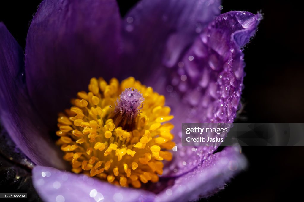 Pulsatilla grandis – greater pasque flower