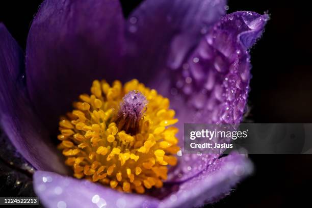 pulsatilla grandis – greater pasque flower - pulsatilla grandis stock pictures, royalty-free photos & images