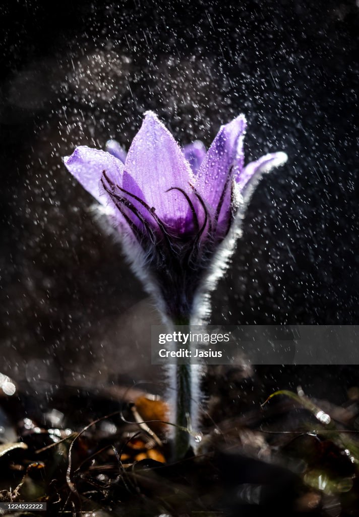 Pulsatilla grandis – greater pasque flower