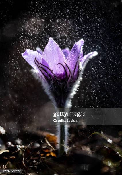 pulsatilla grandis – greater pasque flower - pulsatilla grandis stock pictures, royalty-free photos & images