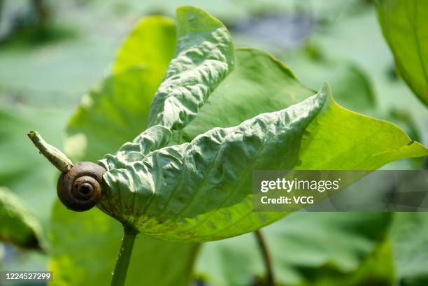 Lotus leaf is seen poking through the shell of a pomacea canaliculata in a pond at Suichuan County on May 13, 2020 in Ji'an, Jiangxi Province of...