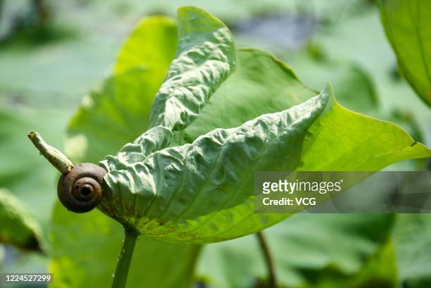 Lotus leaf is seen poking through the shell of a pomacea canaliculata in a pond at Suichuan County on May 13, 2020 in Ji'an, Jiangxi Province of...
