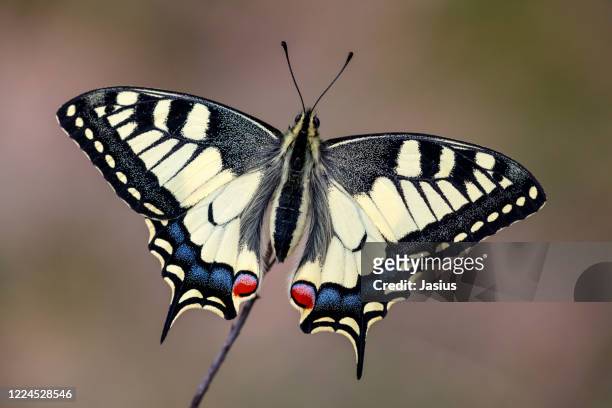 papilio machaon – old world swallowtail butterfly - old world swallowtail stock pictures, royalty-free photos & images