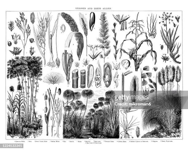 old engraved illustration of grasses and their allies - rogge graan stockfoto's en -beelden