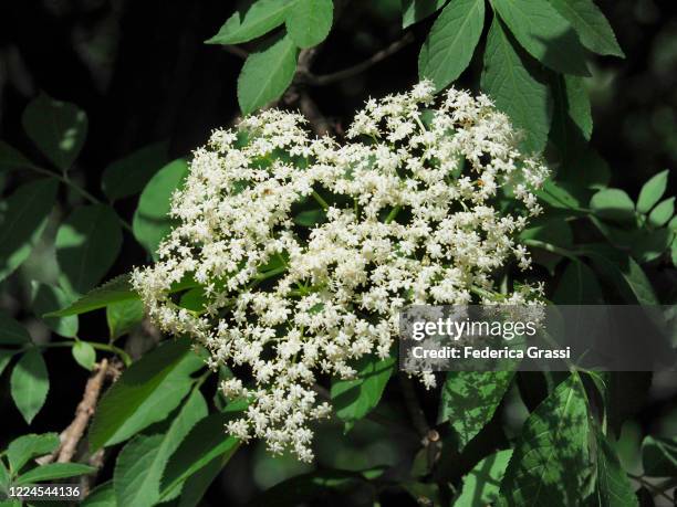 white flowers of black elder (sambucus nigra) - arrowwood 個照片及圖片檔