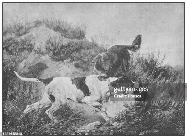 stockillustraties, clipart, cartoons en iconen met antiek beroemd schilderij uit de 19e eeuw: pointer en setter van c f deiker - pointer