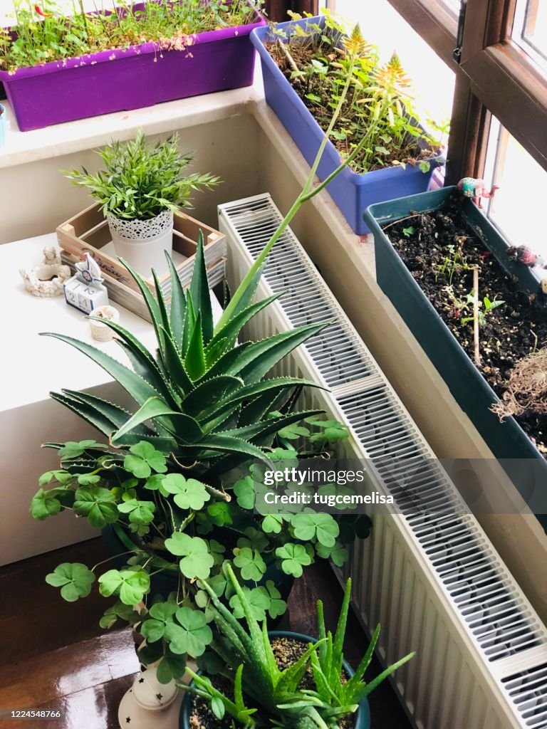 Home Jungle 2
