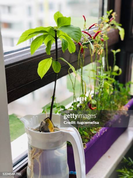 home jungle 5 - cactus mouse stock pictures, royalty-free photos & images