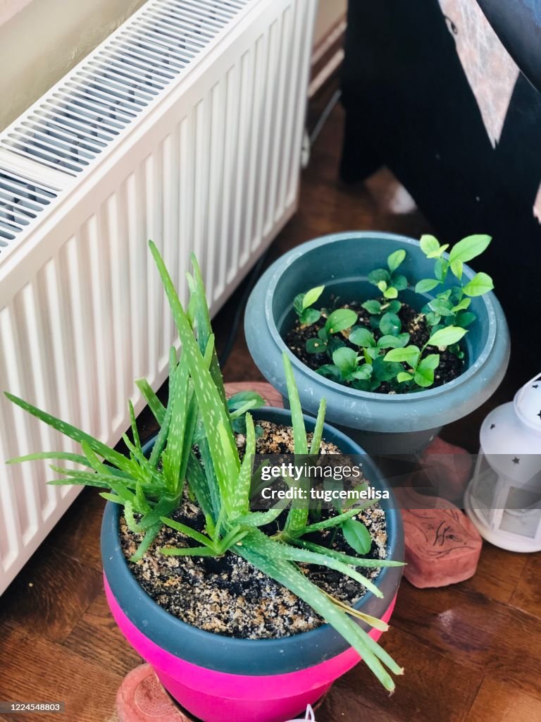 Home Jungle 6