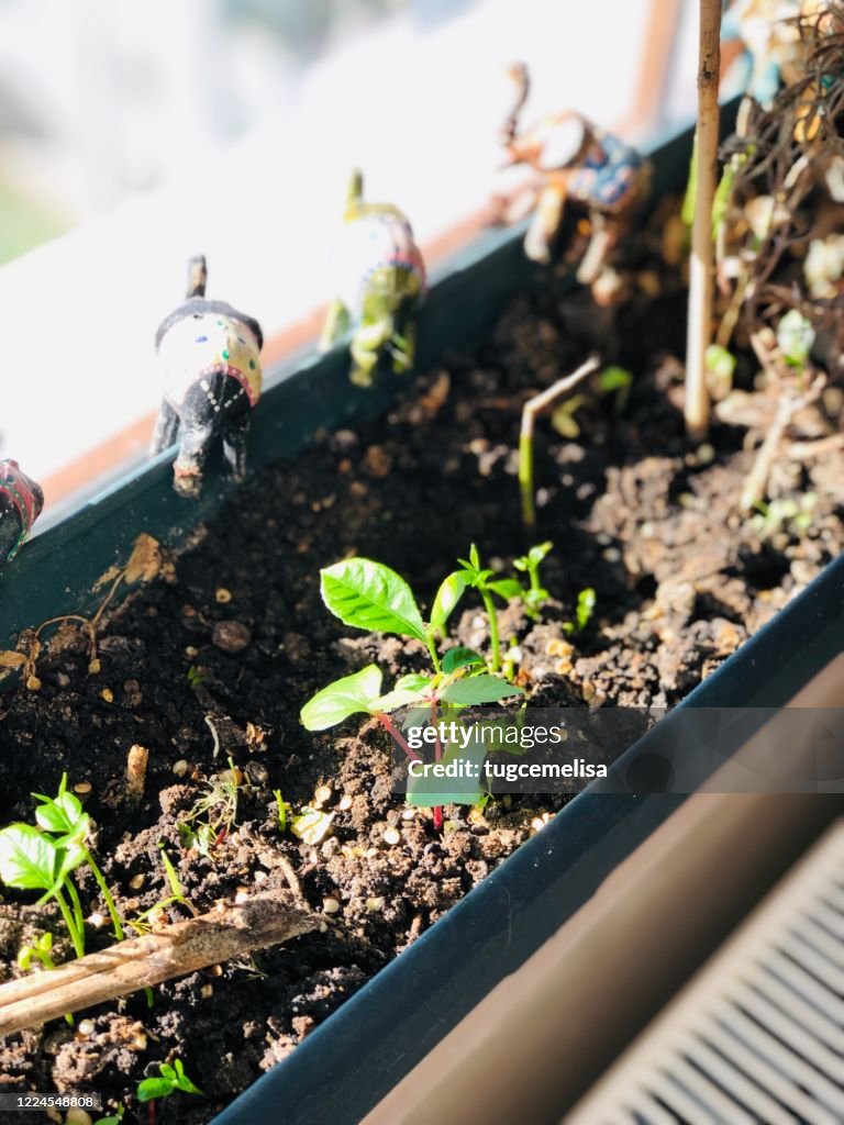 Home Jungle 8