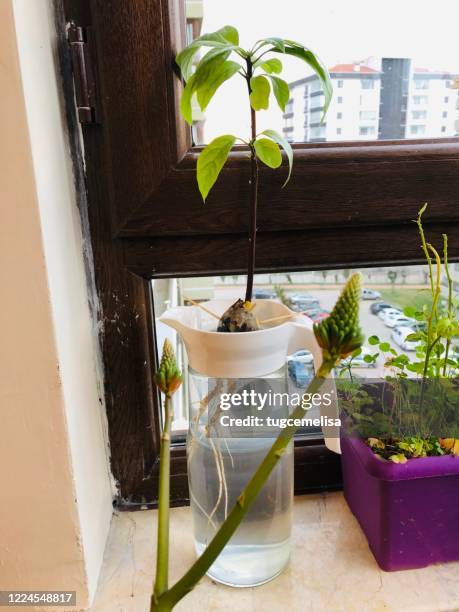 home jungle 10 - cactus mouse stock pictures, royalty-free photos & images