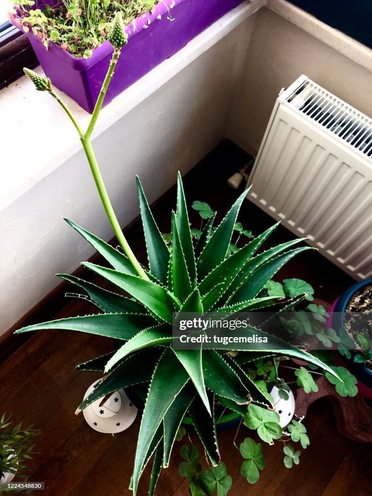 Home Jungle 12