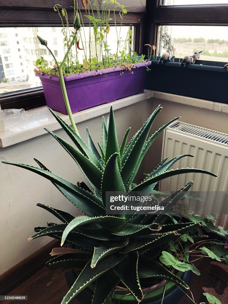 Home Jungle 13