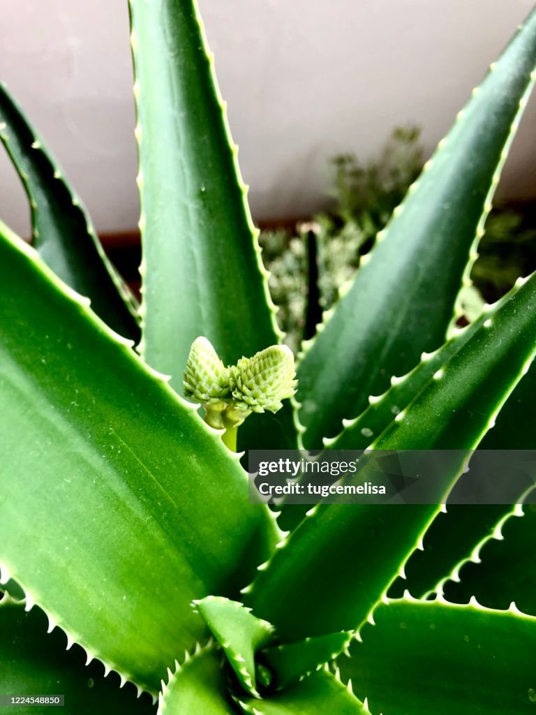 Home Jungle 14