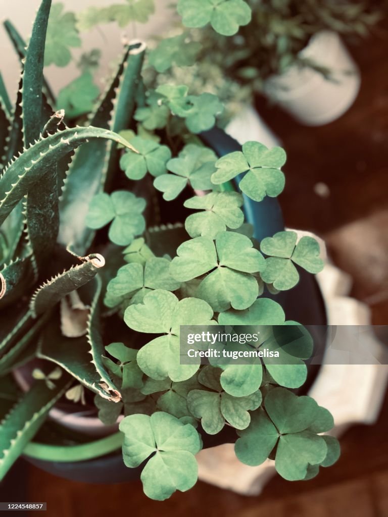 Home Jungle 17