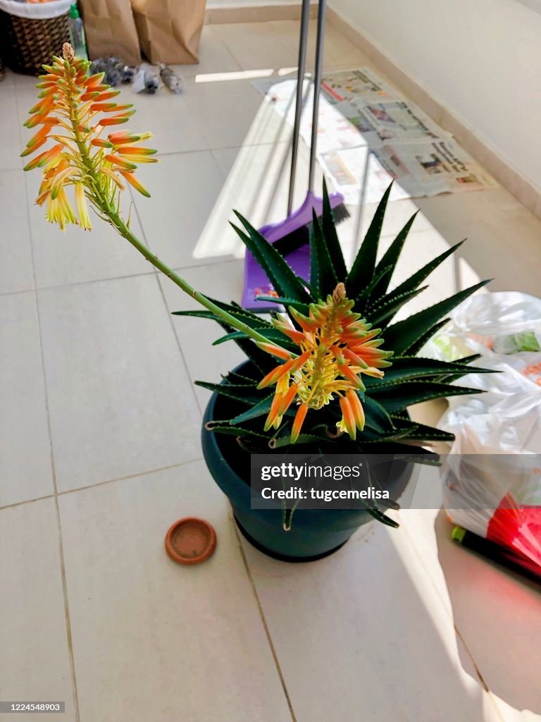 Home Jungle 20