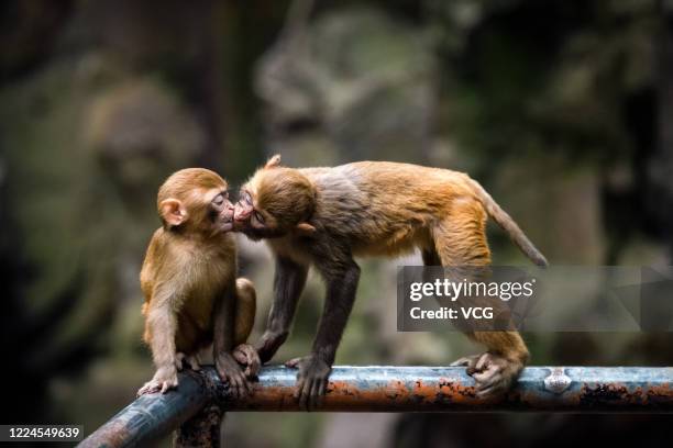 Two rhesus macaques 'kiss' at Hangzhou Zoo on May 9, 2020 in Hangzhou, Zhejiang Province of China.
