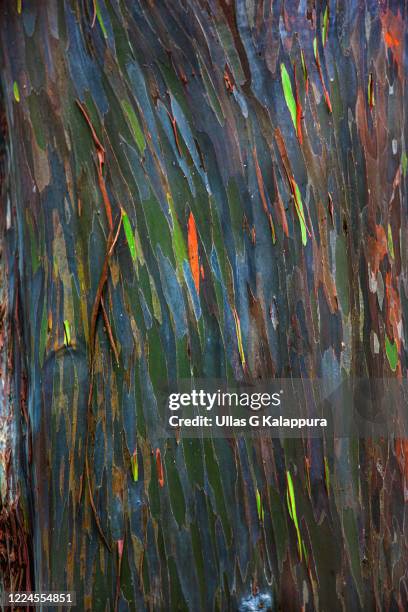 bark of eucalyptus tree - eucalyptus photos et images de collection