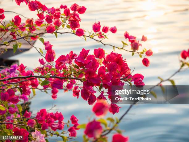 close up pink blooming bougainvillea against water surface - bougainville stockfoto's en -beelden