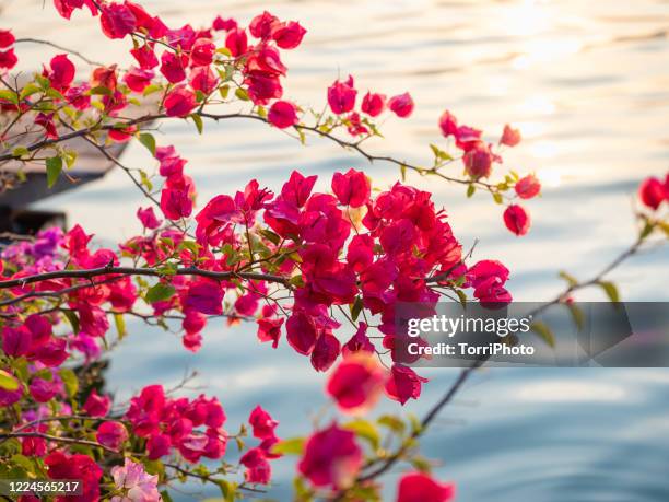 close up pink blooming bougainvillea against water surface - buganvília imagens e fotografias de stock
