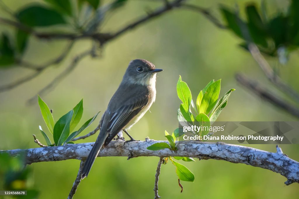 Eastern wood pewee at Bailey Tract, J. N. "Ding" Darling National Wildlife Refuge, Sanibel Island, Florida