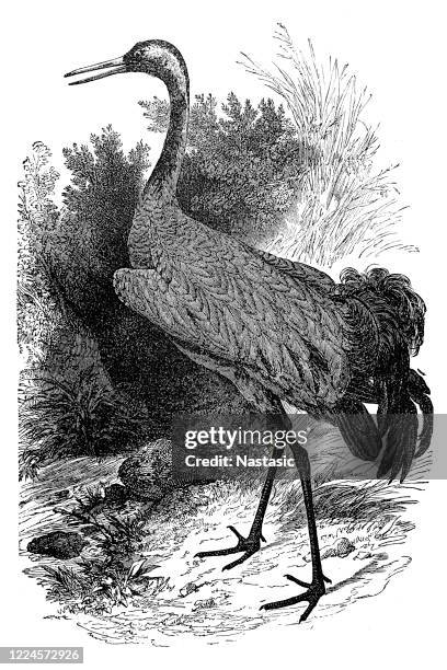 common crane (gravel gravel) - origami crane stock illustrations