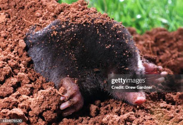 european moles - maulwurf stock-fotos und bilder
