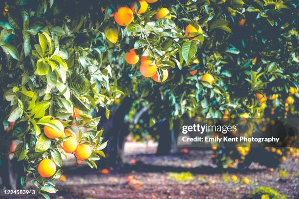 orange trees in california - orange grove stock-fotos und bilder