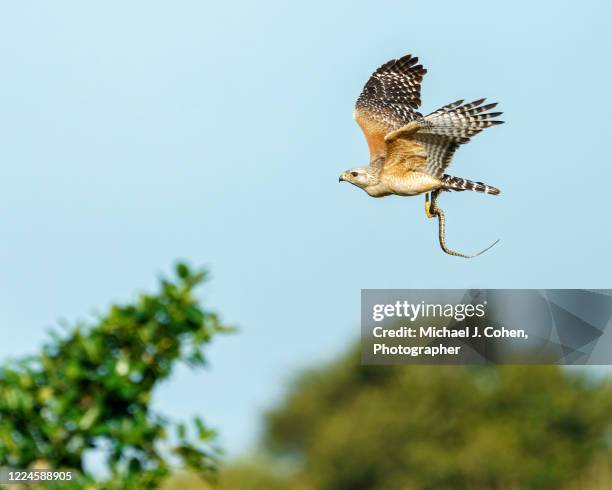 red-shouldered hawk flying with a snake in its talons - halcón fotografías e imágenes de stock