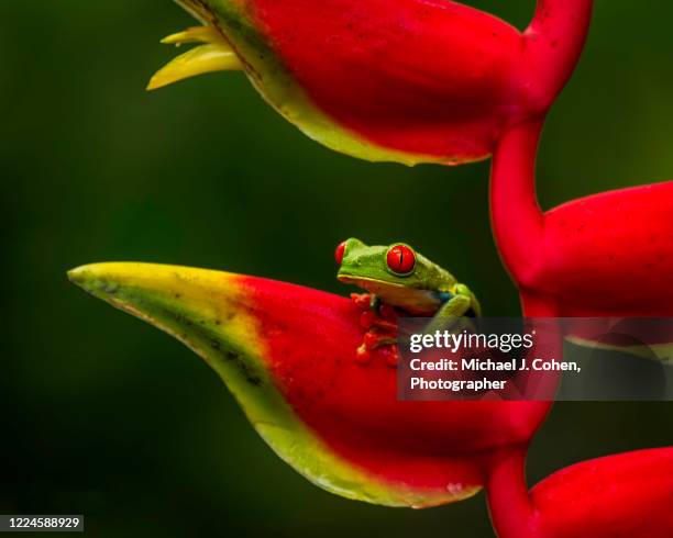 red-eyed tree frog on heliconia - costa rica wildlife stock pictures, royalty-free photos & images