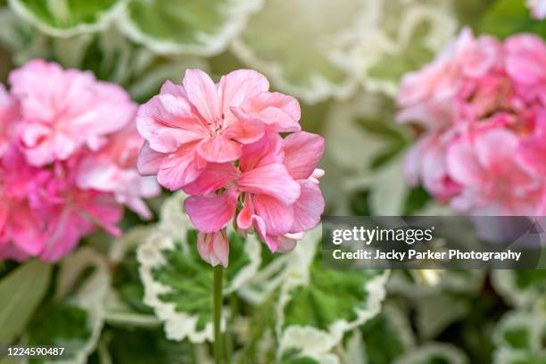 close-up image of pale pink, summer flowering pelargonium flowers also known as geranium - geranium stockfoto's en -beelden