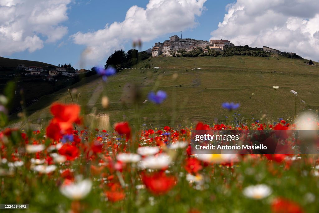 Blooming In Castelluccio Di Norcia