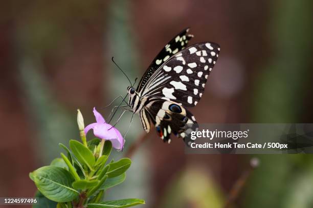 malabar tree nymph butterfly (idea malabarica) sitting on pink flower, youngsville, usa - malabarica stock pictures, royalty-free photos & images