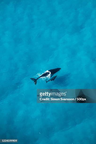 bowhead whales (balaena mysticetus) swimming in blue sea, lofoten, nordland, norway - right whale stock pictures, royalty-free photos & images